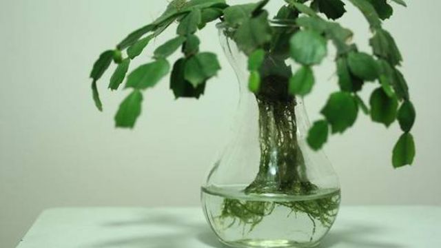 蟹爪兰水培方法 蟹爪兰水培方法