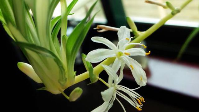 种植吊兰需要注意什么 种植吊兰需要注意什么