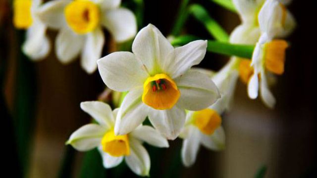 水仙花如何浇水 水仙花如何浇水