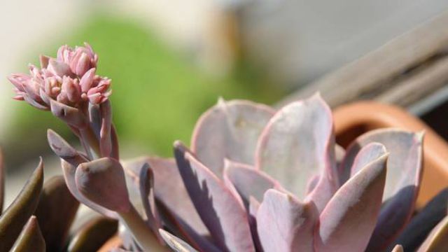 紫珍珠夏季怎么养护 紫珍珠夏季怎么养护