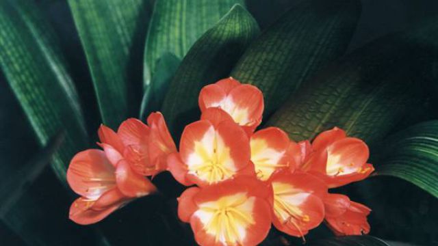 君子兰的种植方法 君子兰的种植方法