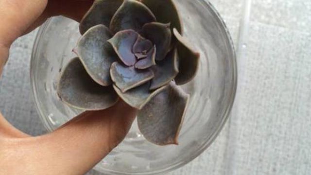 紫珍珠叶片水培方法 紫珍珠叶片水培方法