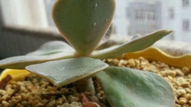 紫珍珠长虫了怎么办? 紫珍珠长虫了怎么办?