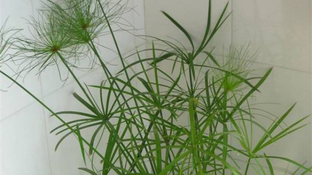 旱伞草的养殖方法 旱伞草的养殖方法
