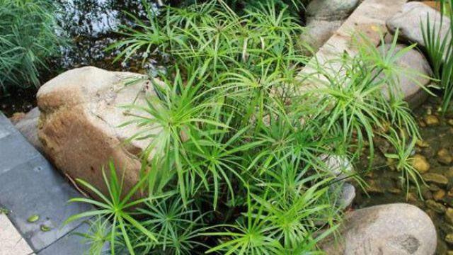 旱伞草(水棕竹)叶子发黄怎么办 旱伞草(水棕竹)叶子发黄怎么办