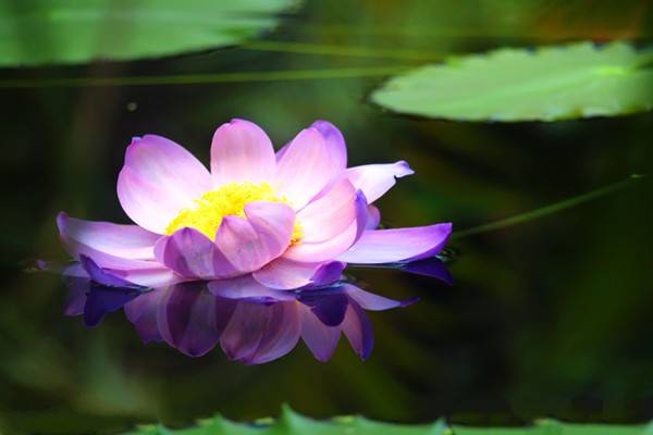 睡莲的虫害防治 睡莲的虫害防治