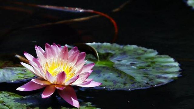 睡莲叶子变黄怎么办 睡莲叶子变黄怎么办