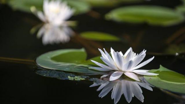 睡莲有哪些不同的品种 睡莲有哪些不同的品种