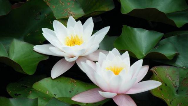 睡莲在室内种植对人体有害吗 睡莲在室内种植对人体有害吗