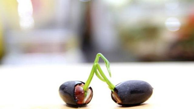 如何让碗莲种子开口? 如何让碗莲种子开口?