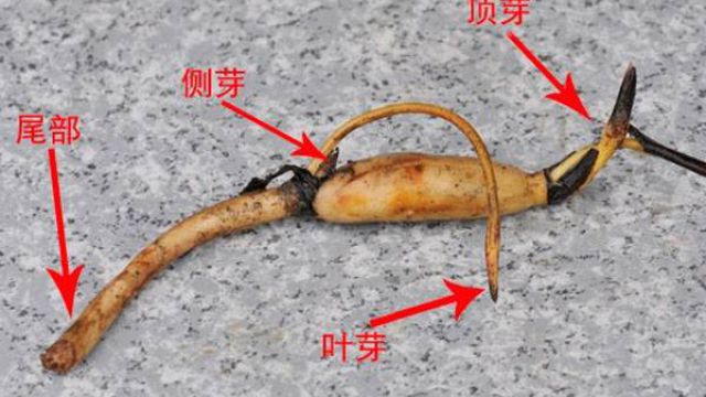 碗莲藕根的种植方法 碗莲藕根的种植方法