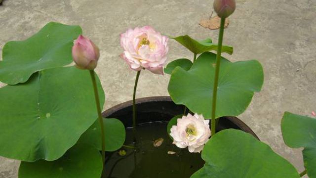 碗莲如何过冬 碗莲如何过冬