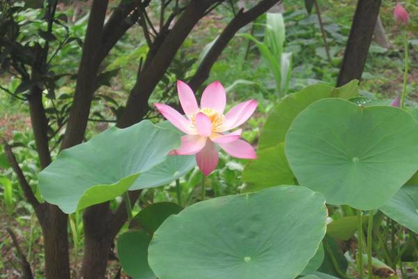 碗莲水里虫子的清理方法 碗莲水里虫子的清理方法