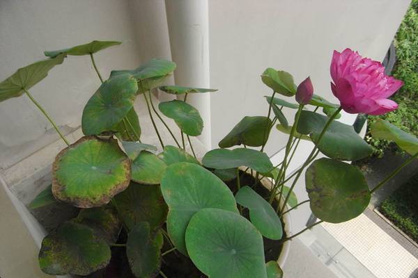 碗莲小盆景种植方法 碗莲小盆景种植方法