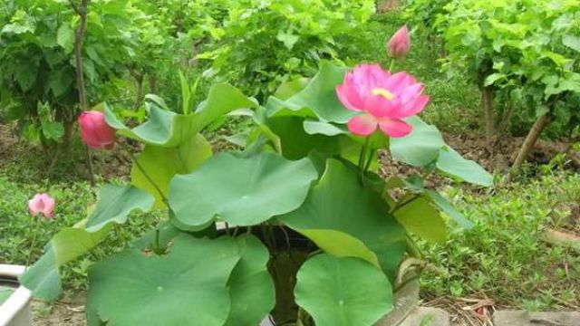 碗莲叶子发黑腐烂 碗莲叶子发黑腐烂