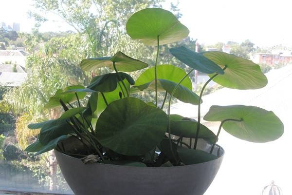 「图解」碗莲的种植方法 「图解」碗莲的种植方法