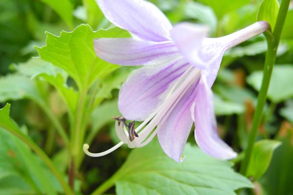 玉簪花四季管理要点 玉簪花四季管理要点