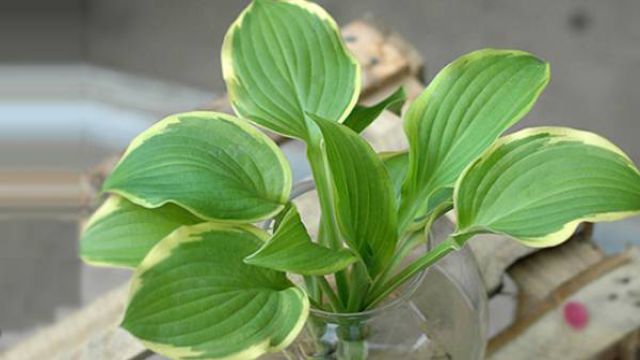 玉簪花能水养吗 玉簪花能水养吗