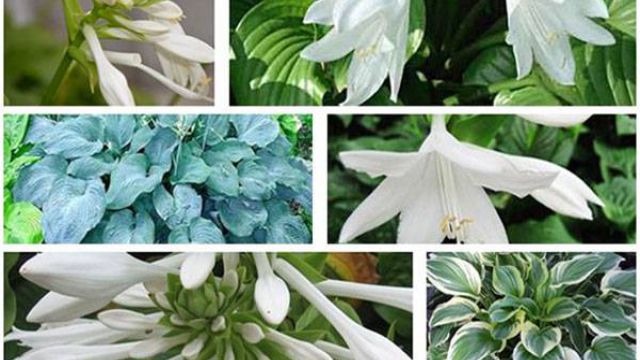 玉簪花有哪些品种? 玉簪花有哪些品种?