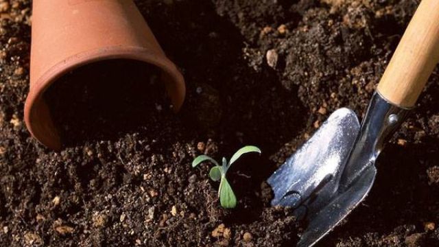 家庭养矮牵牛自制培养土方法 家庭养矮牵牛自制培养土方法