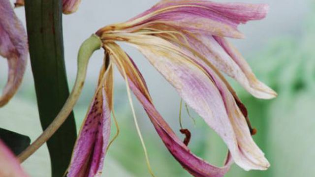 百合花常见的病虫害 百合花常见的病虫害