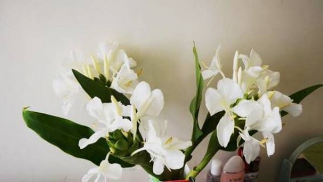 姜花的功效与作用 姜花的功效与作用