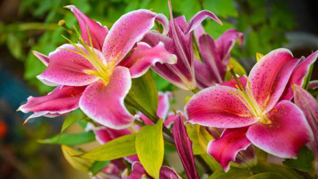 百合花枯萎后怎么处理 百合花枯萎后怎么处理