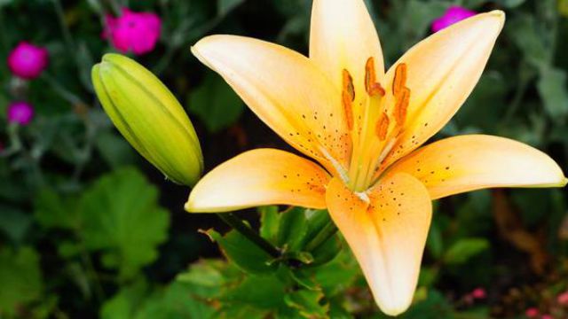 夏季百合花的养护管理方法 夏季百合花的养护管理方法