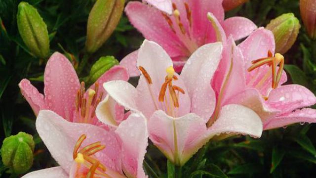 百合花怎么种植和养护 百合花怎么种植和养护