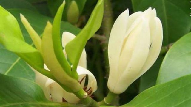 白兰花怎么过冬 白兰花怎么过冬