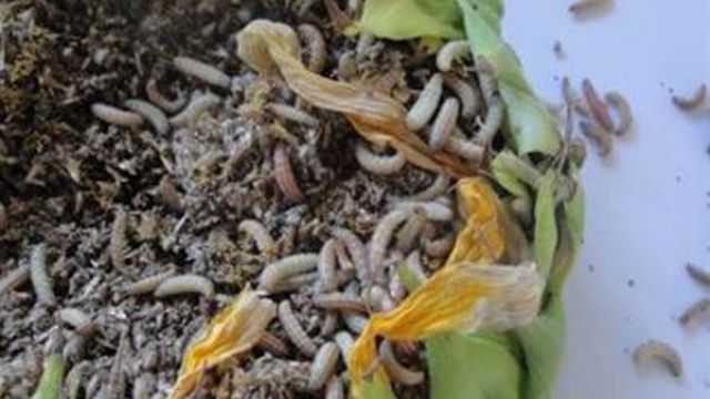 向日葵常见虫害防治大全 向日葵常见虫害防治大全