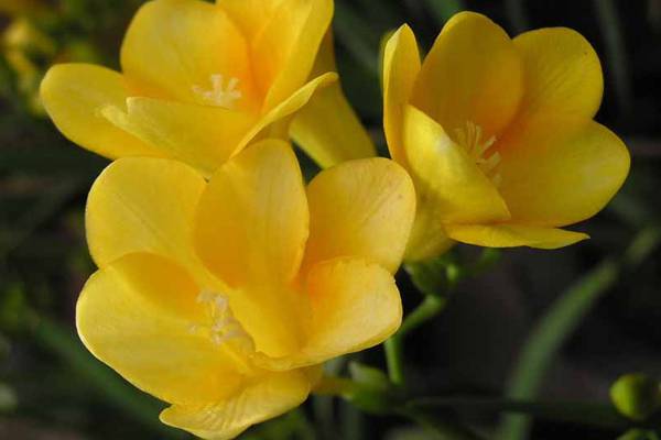 香雪兰(小苍兰)花卉摘采后处理方法 香雪兰(小苍兰)花卉摘采后处理方法