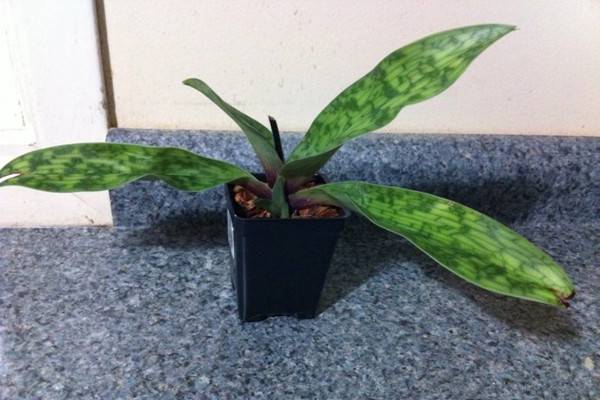 卡特兰的虫害防治方法 卡特兰的虫害防治方法