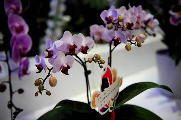 石斛兰适合在室内种植吗 石斛兰适合在室内种植吗