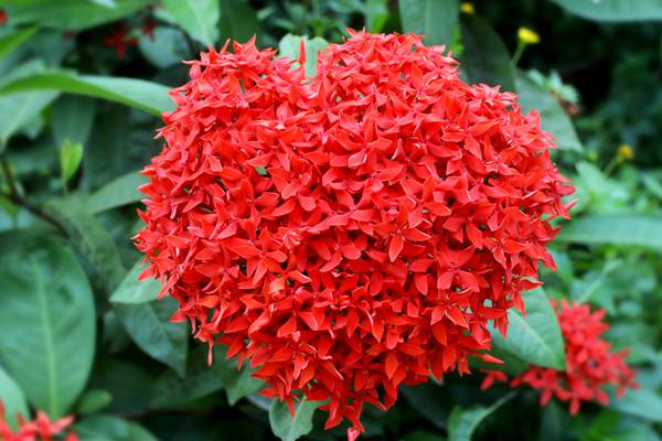 仙丹花怎么修剪好 仙丹花怎么修剪好
