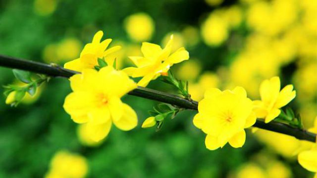迎春花怎么移植 迎春花怎么移植