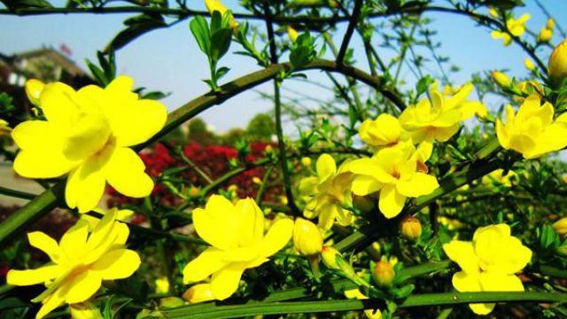 迎春花水培扦插 迎春花水培扦插