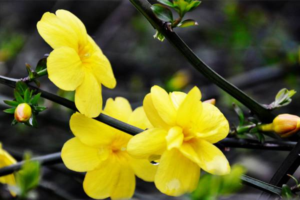 迎春花的修剪方法 迎春花的修剪方法