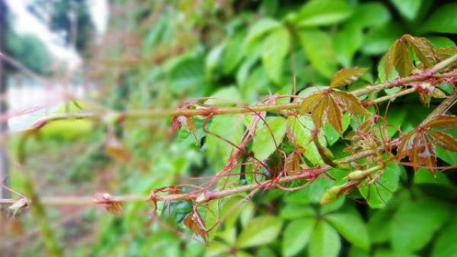 爬山虎的培养方式 爬山虎的培养方式