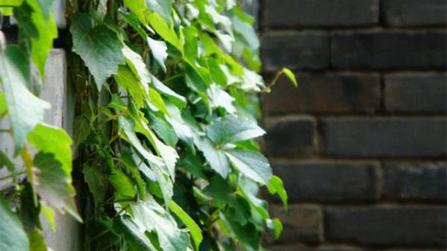 爬山虎的种类介绍 爬山虎的种类介绍