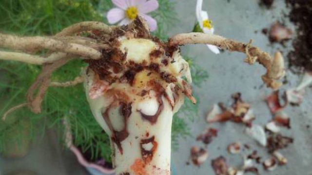 朱顶红烂根的处理方法 朱顶红烂根的处理方法