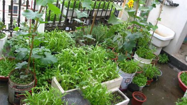 如何在阳台上种菜? 如何在阳台上种菜?