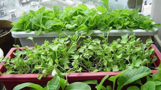 小白菜的阳台种植方法 小白菜的阳台种植方法