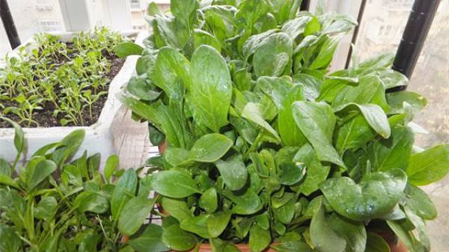 阳台菠菜怎么种? 阳台菠菜怎么种?