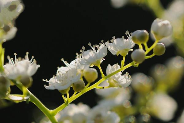 珍珠梅播种方法 珍珠梅播种方法