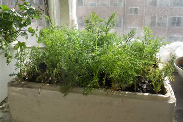 阳台茴香的种植方法 阳台茴香的种植方法