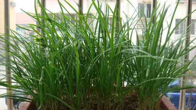 阳台韭菜怎么种 阳台韭菜怎么种