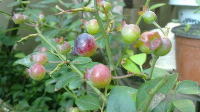阳台蓝莓的种植方法 阳台蓝莓的种植方法