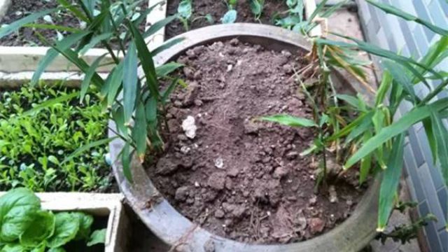 阳台怎样种生姜 阳台怎样种生姜