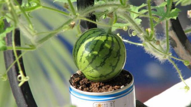 阳台的西瓜种植方法 阳台的西瓜种植方法